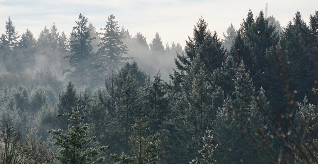 A picture of a misty forest.